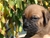 Cucciolo